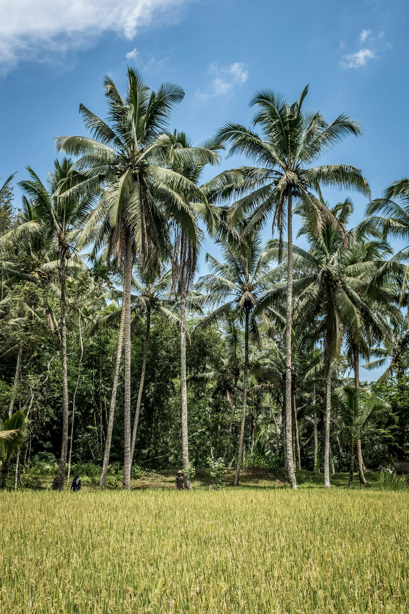 Grounds of 1,500 sqm Farm Lot in Vista Alegre Farm Estates, Calamba