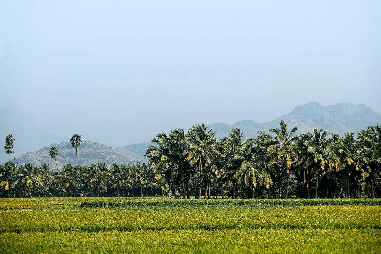 Grounds of 1,500 sqm Farm Lot in Vista Alegre Farm Estates, Calamba
