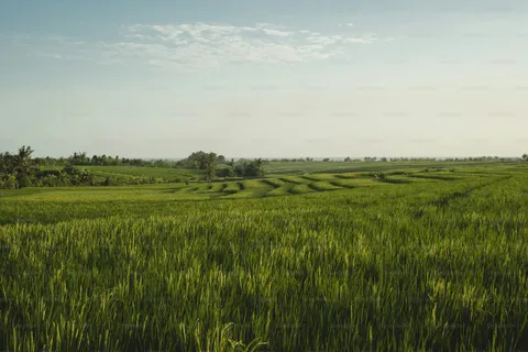 Grounds of 1,500 sqm Farm Lot in Vista Alegre Farm Estates, Calamba